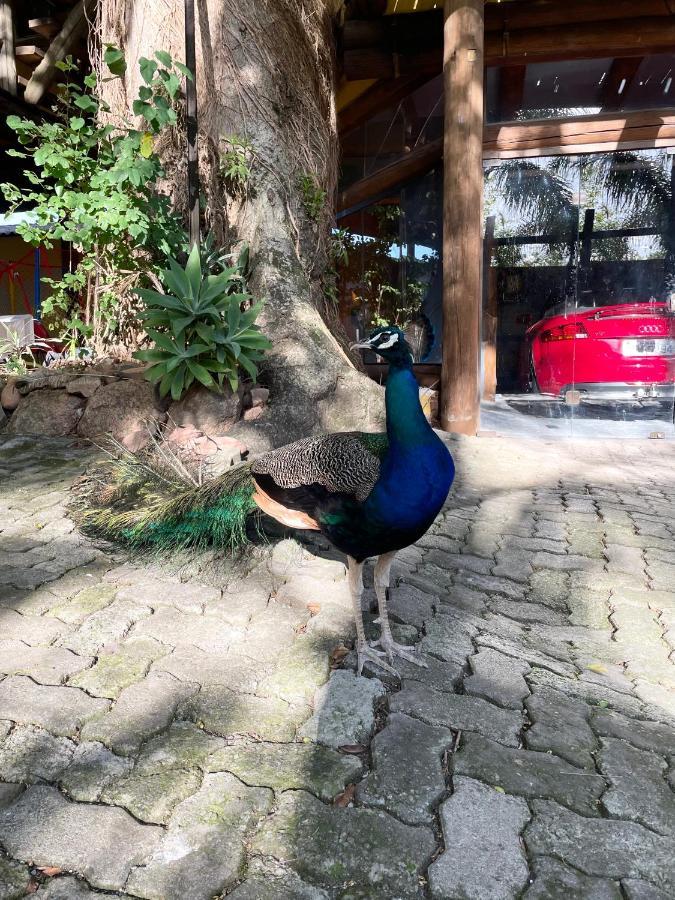 Pousada Familiar Casa Amarela São Gabriel Eksteriør bilde